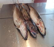 Fishing in Norway,Rybalka in Norway