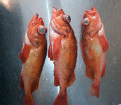 Fishing in Norway,Rybalka in Norway