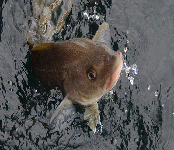 Fishing in Norway,Rybalka in Norway