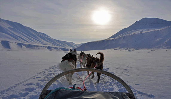 собачья упряжка