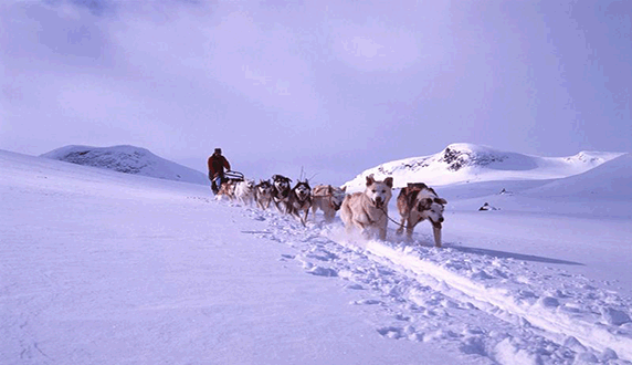 собачья упряжка