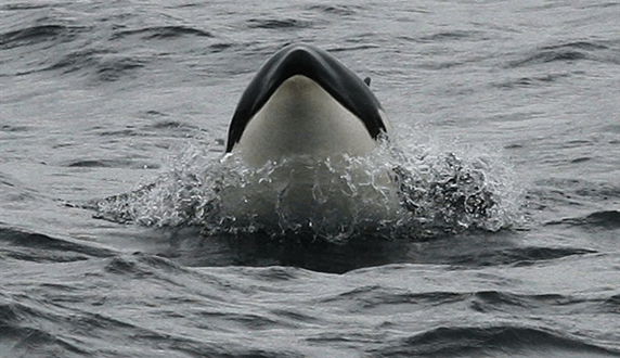 Китовое сафари