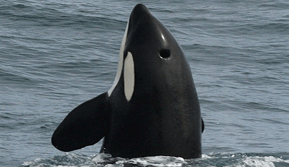 Китовое сафари