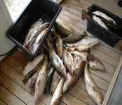 Fishing in Norway,Rybalka in Norway