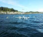 Fishing in Norway,Rybalka in Norway