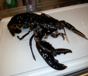 Fishing in Norway,Rybalka in Norway