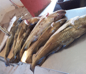 Fishing in Norway,Rybalka in Norway