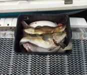 Fishing in Norway,Rybalka in Norway